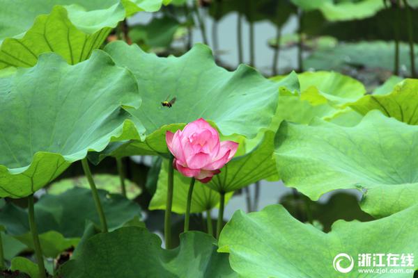 花蛤属于海鲜还是河鲜